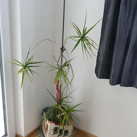 Апартаменты Chads Mit Tiefgarage Free Parking Грац